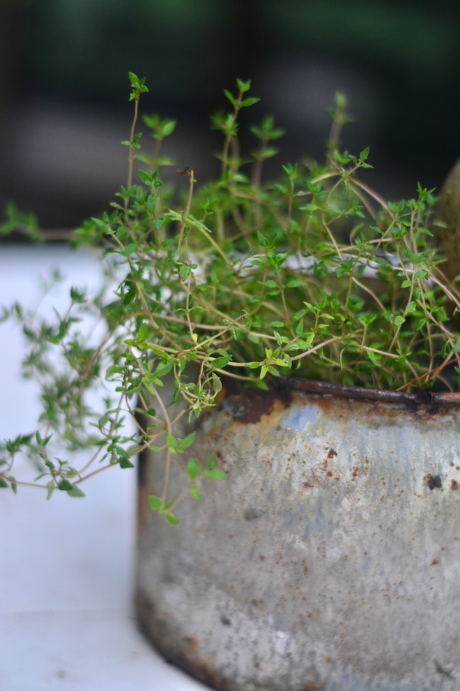 thyme growing in old rusted pot outside of kitchen window